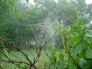 The gardens of one of Arachne’s temples.