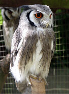 A Northern White Faced Owl.