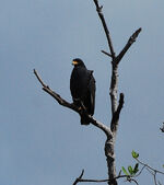 Mangrove Black Hawk