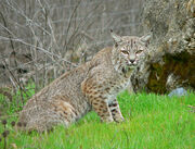 Bobcat2