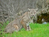 Bobcat (3.5e Monster)