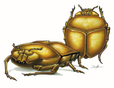 fire beetle d&d