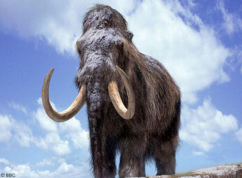 Woolly-mammoth.jpg