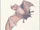 Common bat