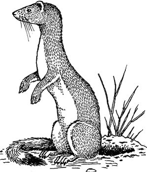 Weasel.gif