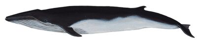 1 bryde's whale.jpg