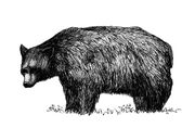 Fig P1.11 Black Bear.jpg