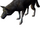 Gray Wolf