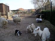 Farm animals in spring 8a07