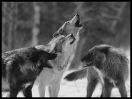 Wolf-pack-howling-med.jpg