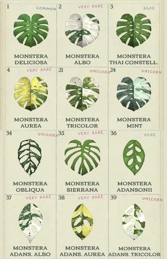 Category:Plants | Dustbunny Wiki | Fandom