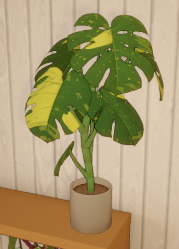 Monstera Aurea | Dustbunny Wiki | Fandom