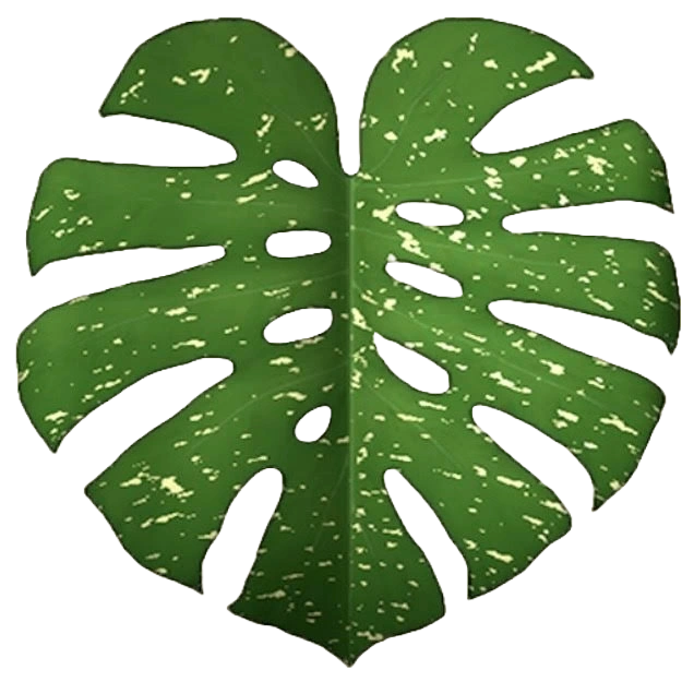 monstera thai constellation braune flecken Monstera Thai Constellation main image 1