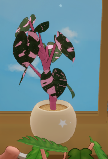 philodendron el choco red vs verrucosum Philodendron verrucosum J.C.L. — Ecuagenera USA Corp main image 1