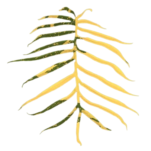 hungarian wax pepper plant Buy Hungarian Yellow Hot Wax Seed Online main image 0