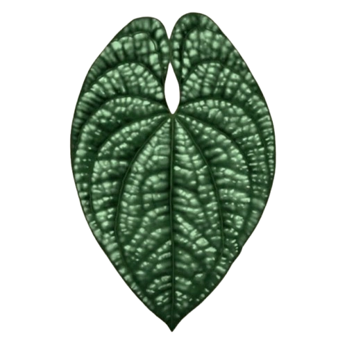 Anthurium Luxurians | Dustbunny Wiki | Fandom
