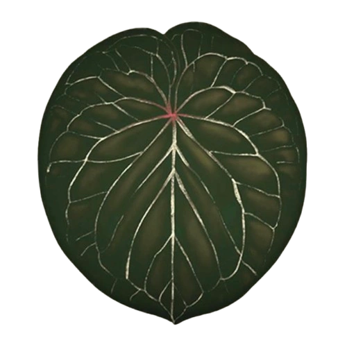 Anthurium King of Spades | Dustbunny Wiki | Fandom