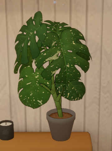 Monstera Thai Constellation | Dustbunny Wiki | Fandom