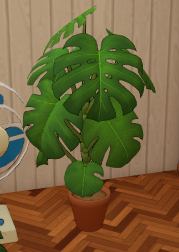 Monstera Deliciosa | Dustbunny Wiki | Fandom