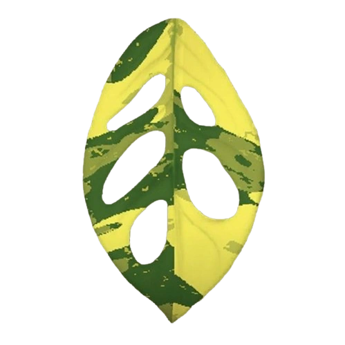 propagating monstera minima Rapidophora Tetrasperma - Monstera Minima - Rare Plants - Monstera Cuttings main image 0