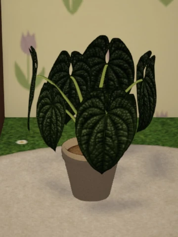 Anthurium Luxurians | Dustbunny Wiki | Fandom