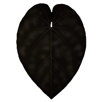 Anthurium Ace of Spades | Dustbunny Wiki | Fandom