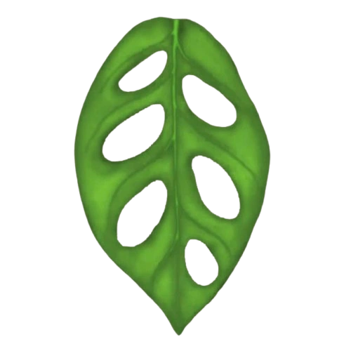 alders plant Alnus rhombifolia main image 0