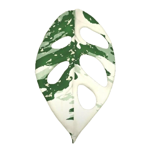 xinu monstera Monstera Xin (no. 4) Previous Product Next Product 450.00 MXN 50 ml / 1.7 oz - 3,980.00 MXN 15 ml / 0.50 oz