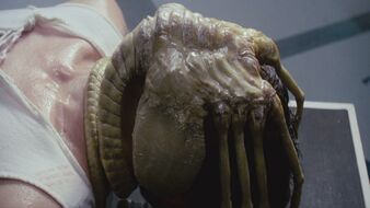 Facehugger1