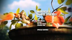 Birds of Paradise | DVD Database | Fandom