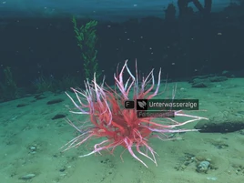 Unterwasseralge2