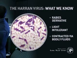 Harran-Virus