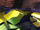 Mercury Spoiler 4 (FI).png