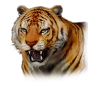 Normal Tiger (DWU).png (25 KB) Tiger