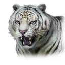 White Tiger (DWU).png (24 KB) White Tiger