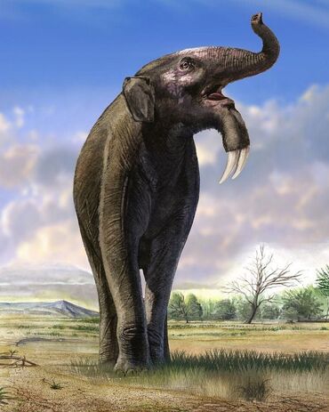 DinoDJ 🏳️‍🌈 on X: Deinotherium is such a weird animal, it's almost the  reverse of everything that would normally define an elephant   / X