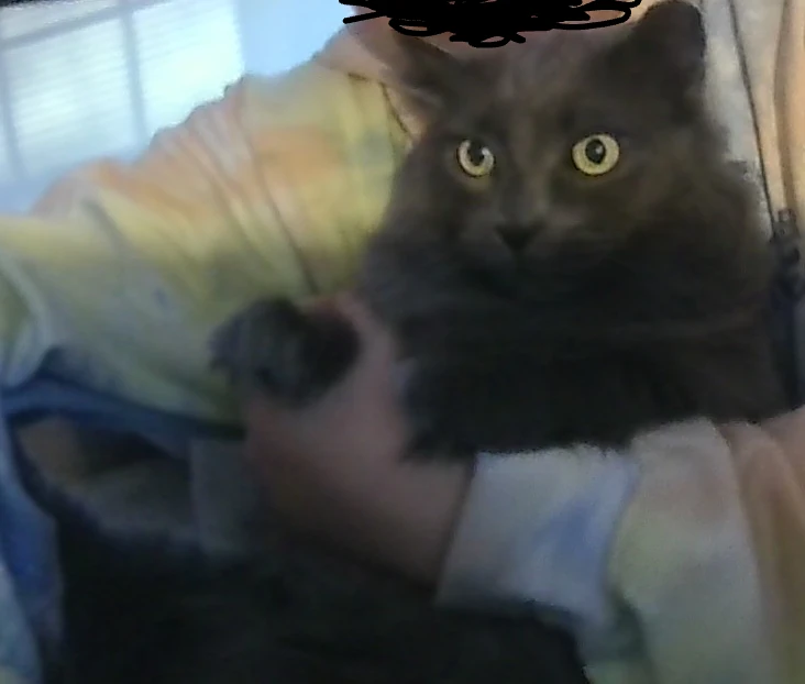 My cat got outside today. Fandom