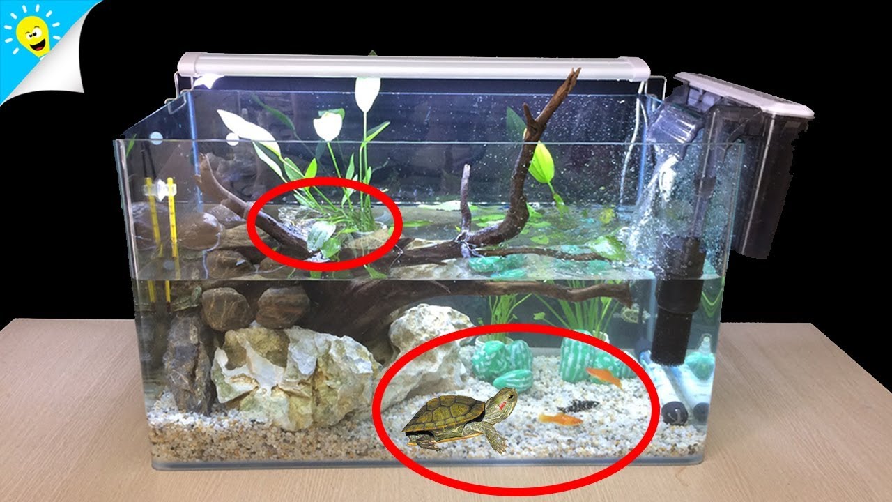 How To Make Aquascape Aquarium No Co2 Fandom