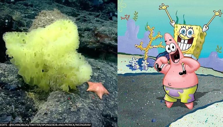 Spongebob real deals