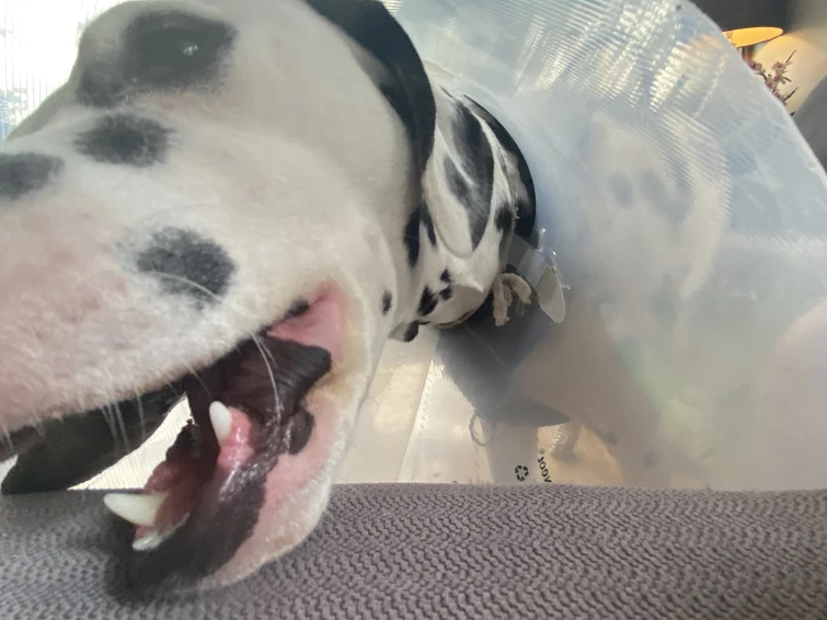 My dog’s in a cone irl, do i put the Cone Of Shame on him in game? Fandom