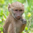 Baboons&Monkeys's avatar