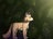 Dawnleafofriver's avatar