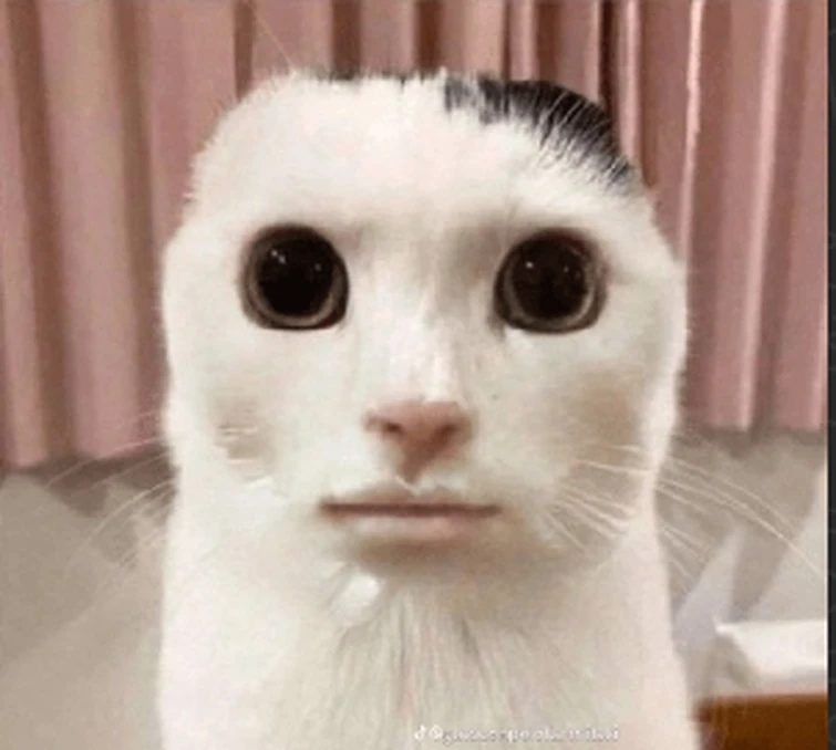 how-do-you-respond-to-wsg-fandom