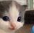 Hehecatto's avatar