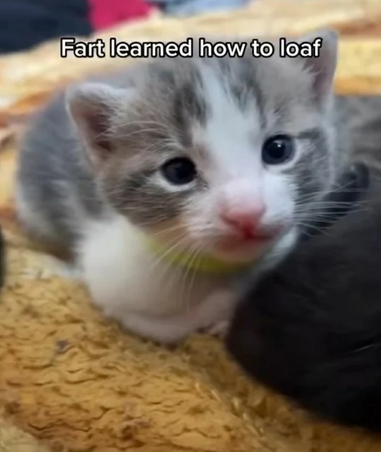 don't ask me anything and I won't answer (lie) Fandom