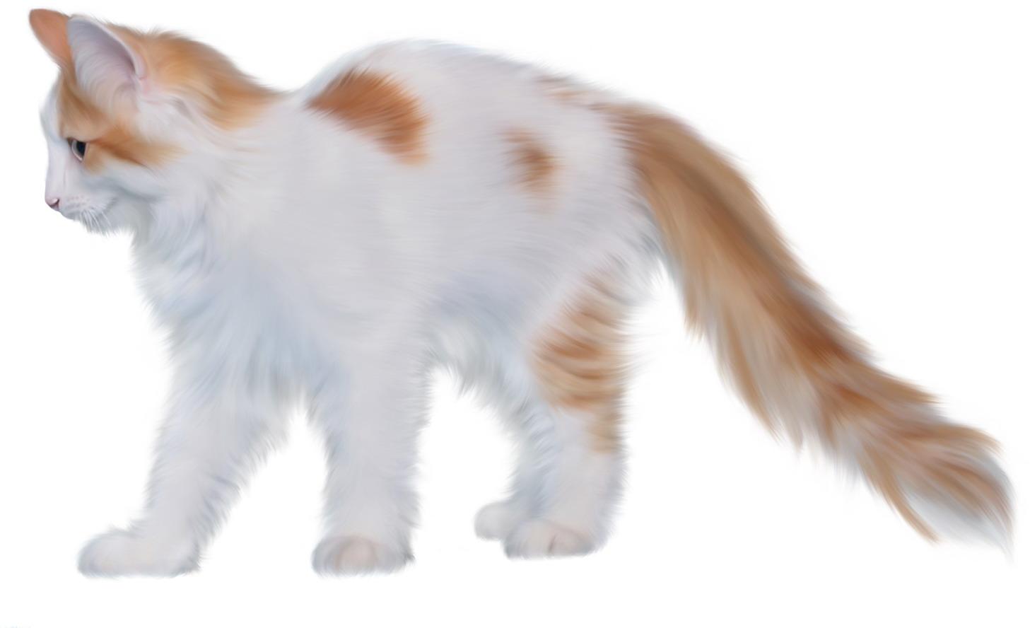 Пушистая кошка на белом фоне