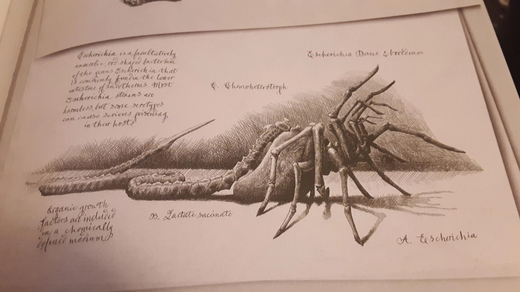 Poisonous Facehugger? Fandom