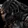 Emperor Scorpion