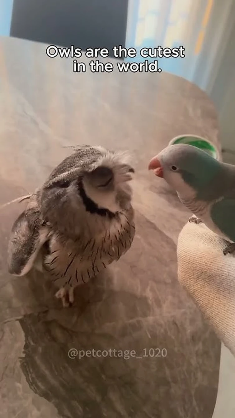 Funny owls 🤣🤣 #music #piano #soundtrack #automobile #lyrics #owl #songlyrics #cute #animals #song