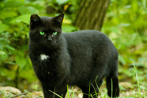 Timor: Norwegian Forest Cat. Norwegian forest cat, Forest cat, Cats